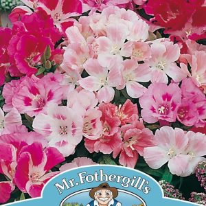 UK/FO-GODETIA Dwarf Mix