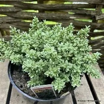 Hebe pinguifolia  Sutherlandii