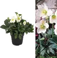 Helleborus mix / P14