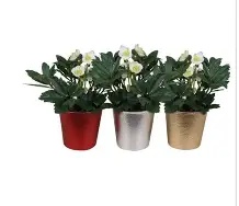 Helleborus  Christmas Carol  / 12 cm ceramic pot