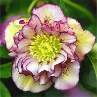 Helleborus orient.  Double-Ellen ® pink / P14