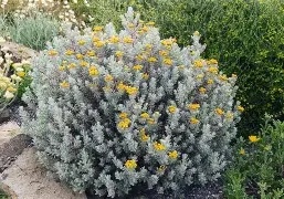 HELICHRYSUM SPLENDIDIUM