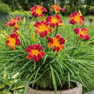 Hemerocallis Everyday Lily Red Ribs