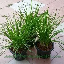 Herb Garlic Chives