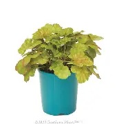 Heuchera 13cm Selection