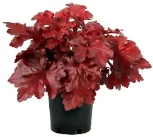 heuchera20forever20red.jpg Heuchera Forever Red
