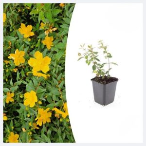 Hypericum  Peter Dummer