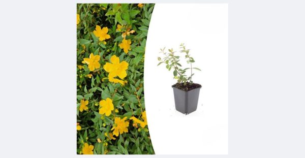 Hypericum  Peter Dummer