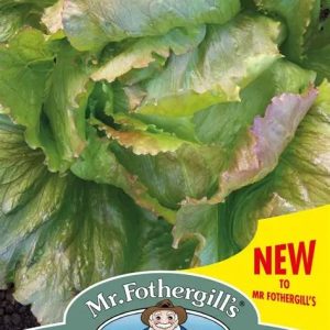 UK/FO-LETTUCE Iceberg Red