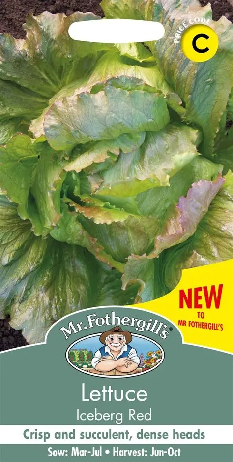UK/FO-LETTUCE Iceberg Red