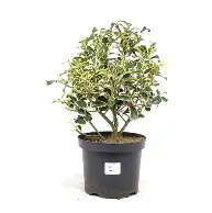Ilex aquifolium