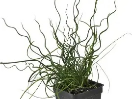 Juncus effusus  Spiralis  / 2L, square pot