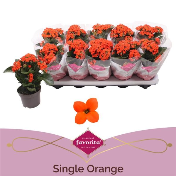 Kalanchoe orange / P10.5