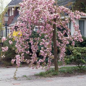 Prunus Kiku-Shidare (Cherry Blossom)