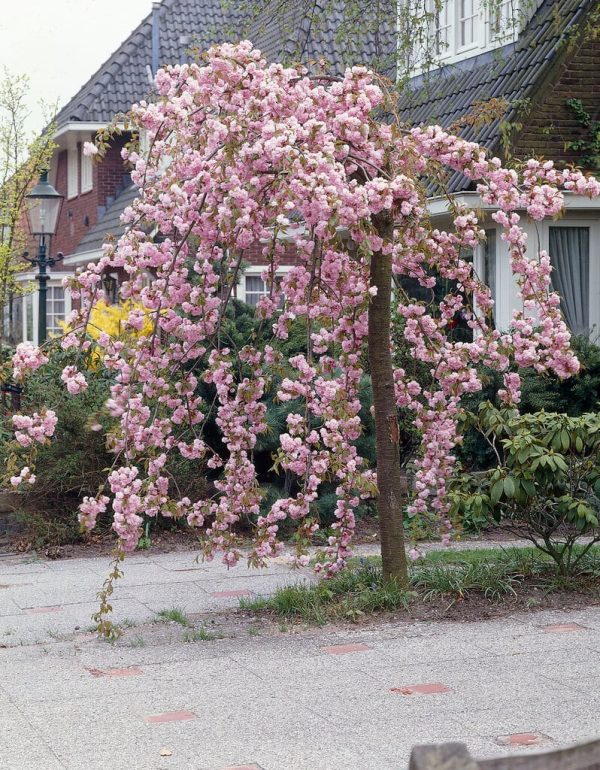 Prunus Kiku-Shidare (Cherry Blossom)