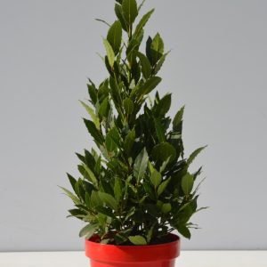 Laurus nobilis (Bay Laurel)