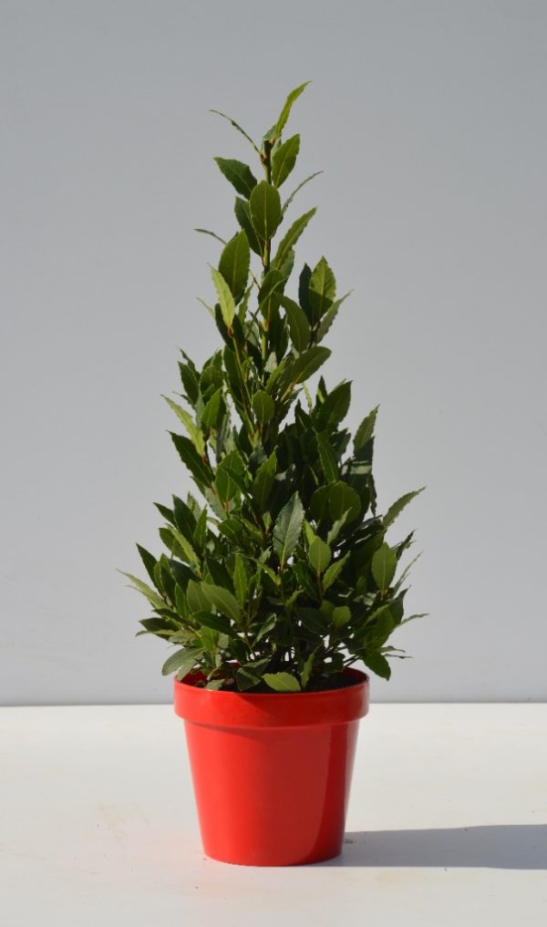 Laurus nobilis (Bay Laurel)