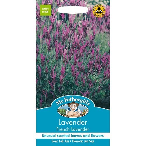 UK/FO-LAVENDER French Lavender