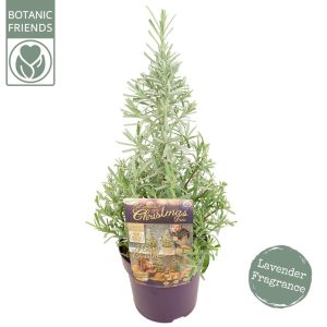 Lavandula angustifolia