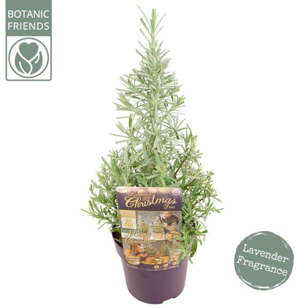 Lavandula angustifolia