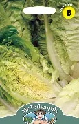 UK/FO-LETTUCE Little Gem