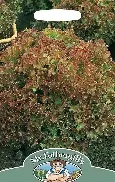 UK/FO-LETTUCE Lollo Rossa