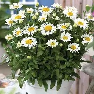 Leucanthemum max.  Lacrosse  / 1.5 Ltr pot