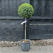 Ligustrum delavayanum