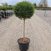 Ligustrum jonandrum