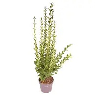 Ligustrum ovalifolium