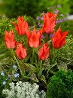 Tulip - Little Red Riding hood - Potted