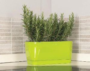 Living Flowerbox 30cm with saucer Lime