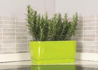 Living Flowerbox 30cm with saucer Lime