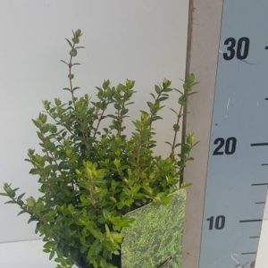 Lonicera nitida  Elegant  / P13