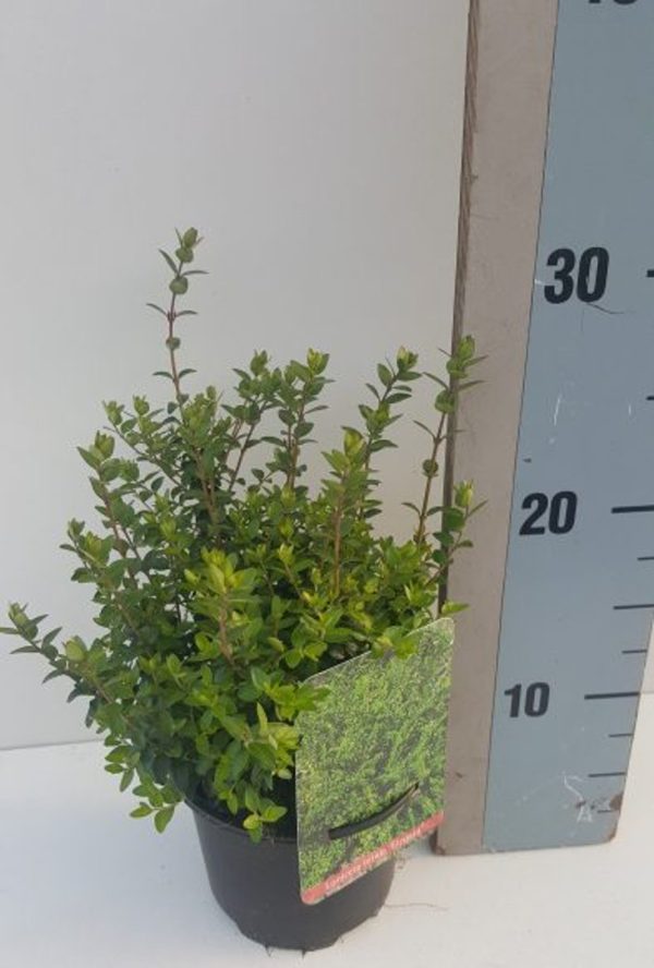 Lonicera nitida  Elegant  / P13