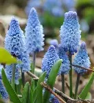 Muscari  Azureum  5 Bulb pot