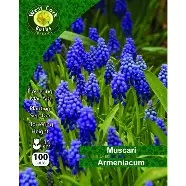 Muscari armeniacum Azureum 15 bulbs prepack