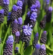 Muscari latifolium 25 bulbs Prepack 6/7