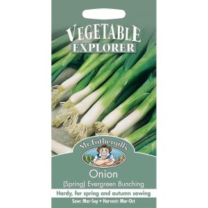 UK/FO-ONION (Spring) Evergreen Bunching