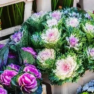 Ornamental Kale