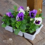 Pansy (6-Pack)