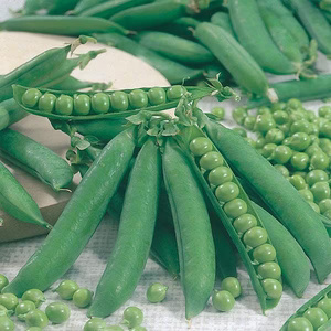 UK/FO-PEA Kelvedon Wonder