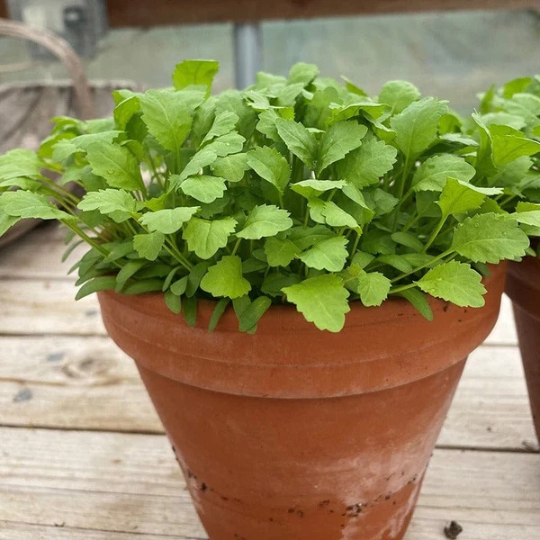 UK/FO-PEPPER CRESS