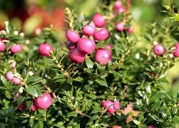 Pernettya mix² / P10.5, x-mas cup + snow