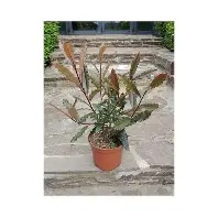 Photinia ser.  Crunchy