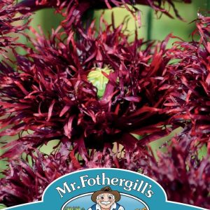 UK/FO-POPPY Black Swan