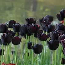 Tulip - Queen of the night (3/4 Bulbs/Pot)