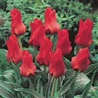 Tulip - Little Red Riding Hood (4/5 bulb Pot)