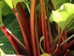 Rheum rhab.  Red Champagne  / P15