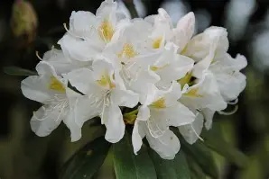 Rhododendron  Cunningham s White